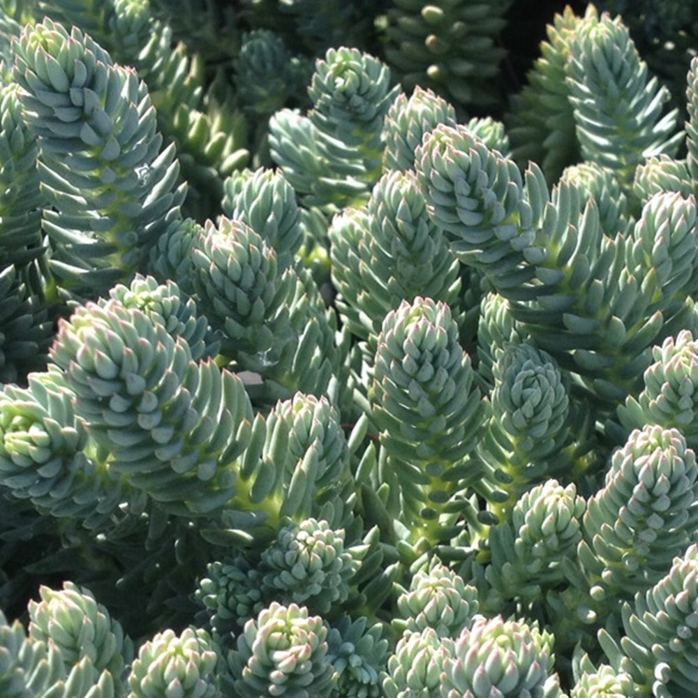 Sedum 'Silver'