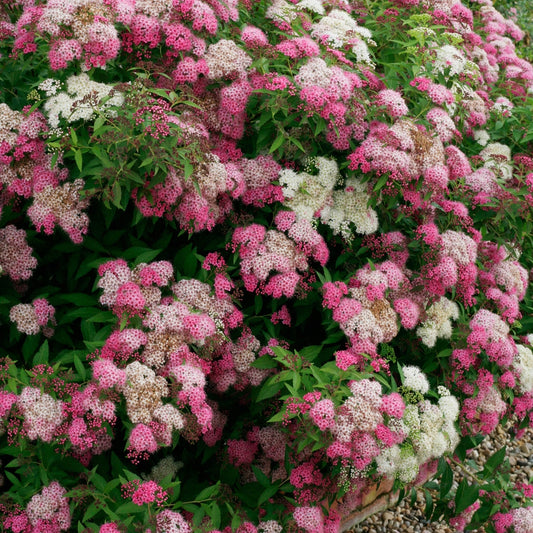 Spiraea 'Genpei'-Cununița