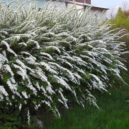 Spiraea cinerea 'Grefsheim' în grădină