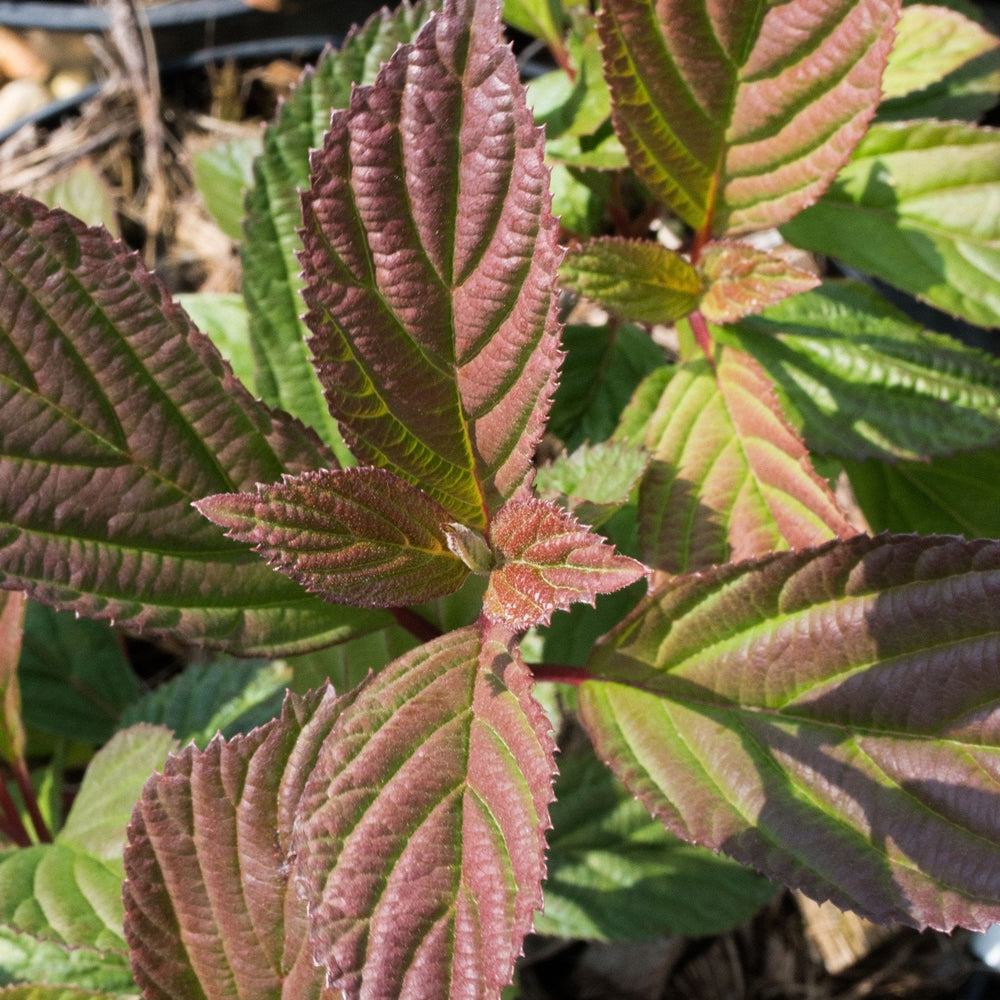 Viburnum 'Charles Lamont' colorit de toamnă