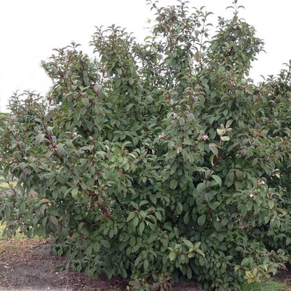 Viburnum 'Charles Lamont' vara