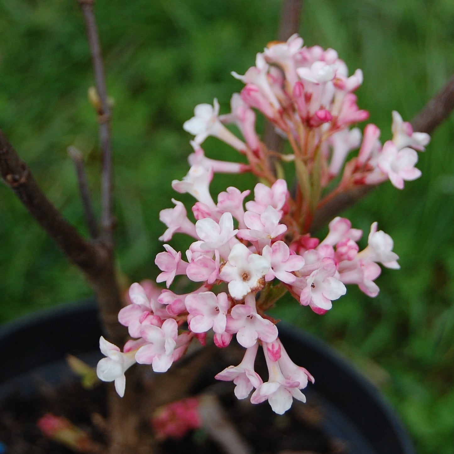 Floarea Viburnum 'Charles Lamont'