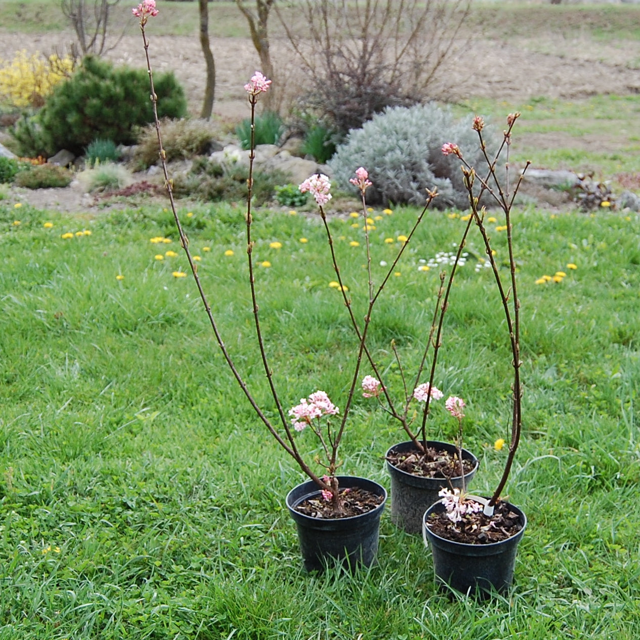 Viburnum 'Charles Lamont' plante