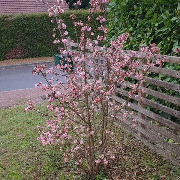 Viburnum 'Charles Lamont' în grădină