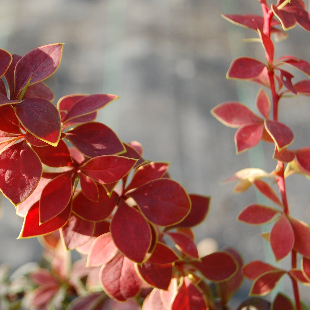 Frunza Berberis Coronita