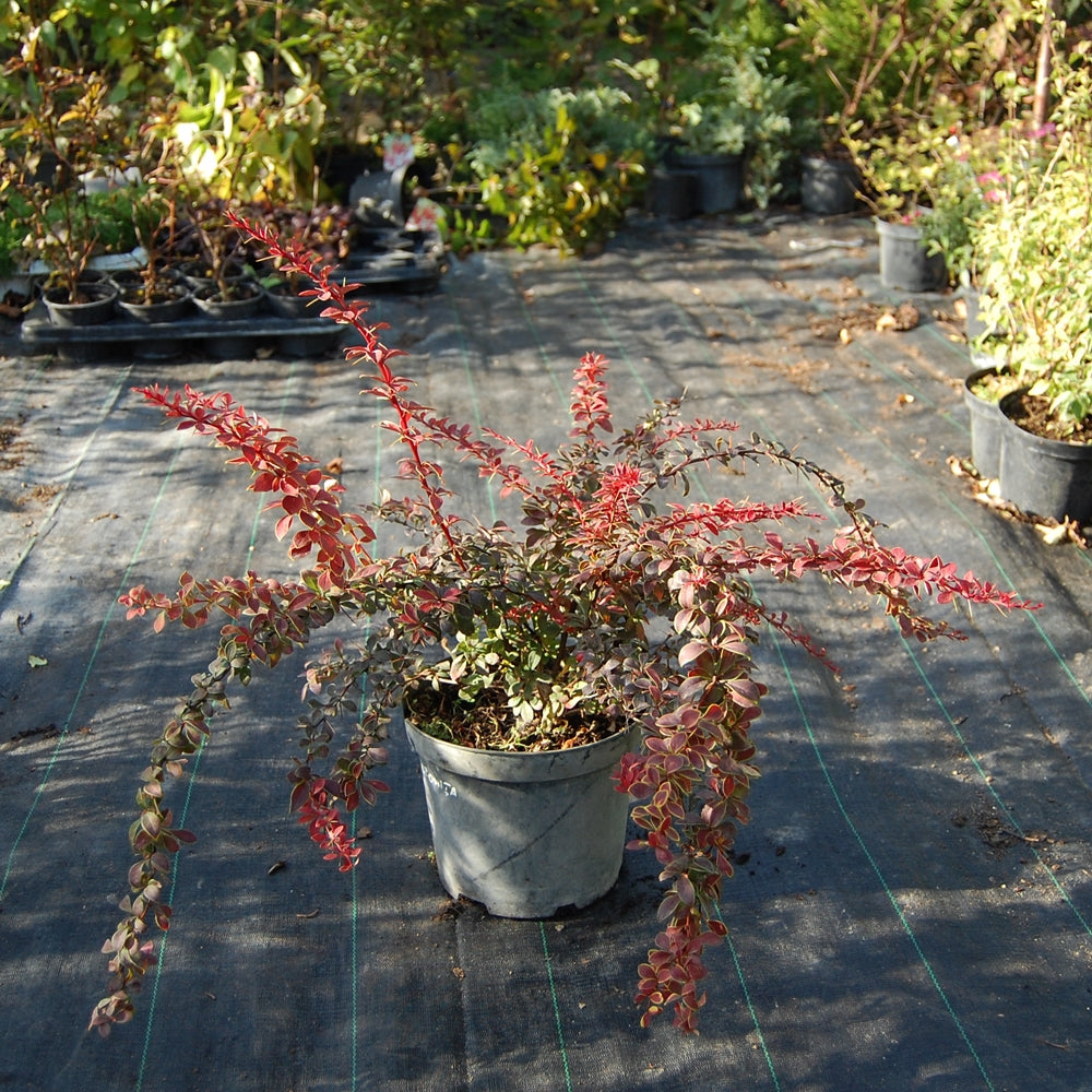 Berberis th.'Coronita' (Dracila japoneză 'Coronita')
