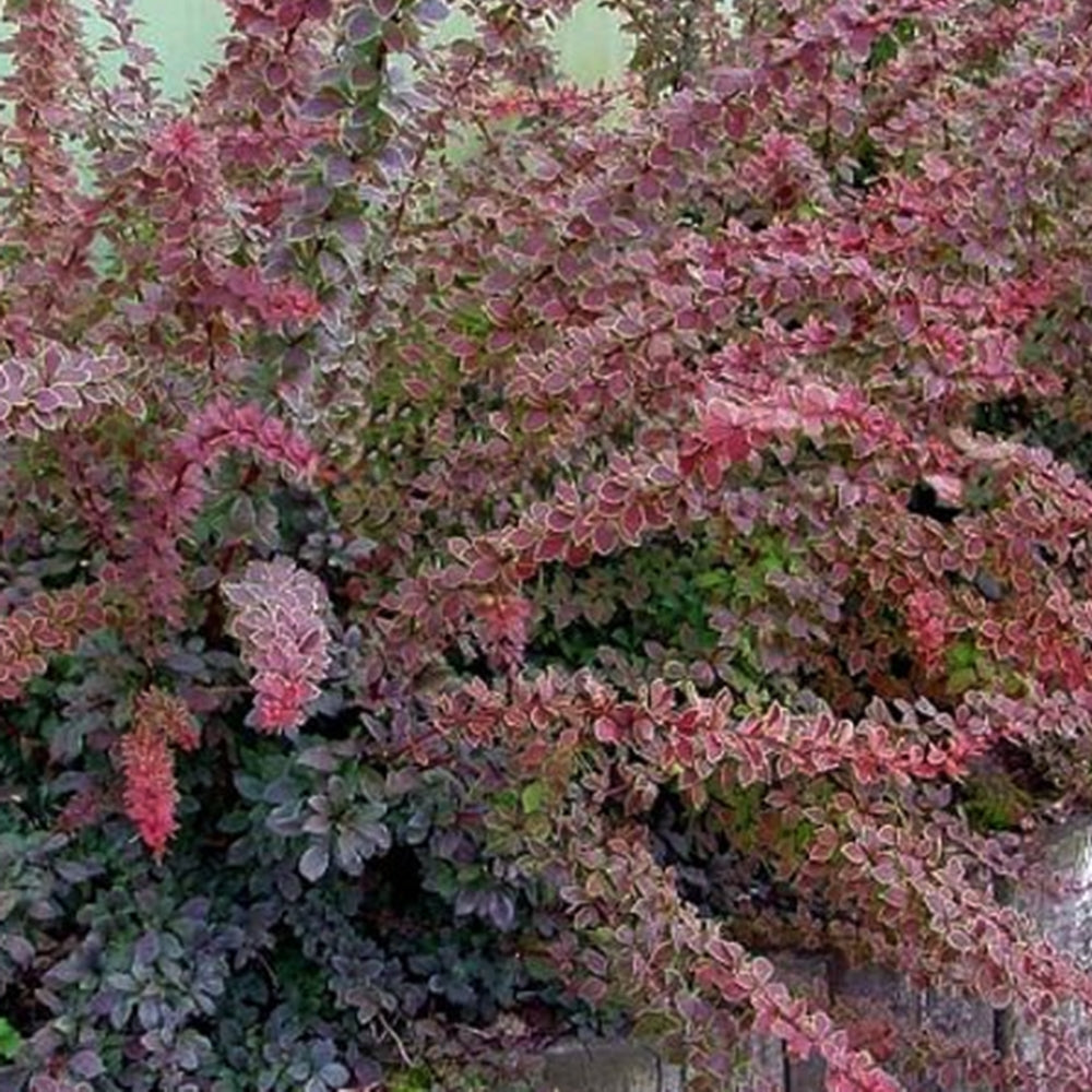Berberis coronita