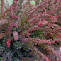 Berberis coronita