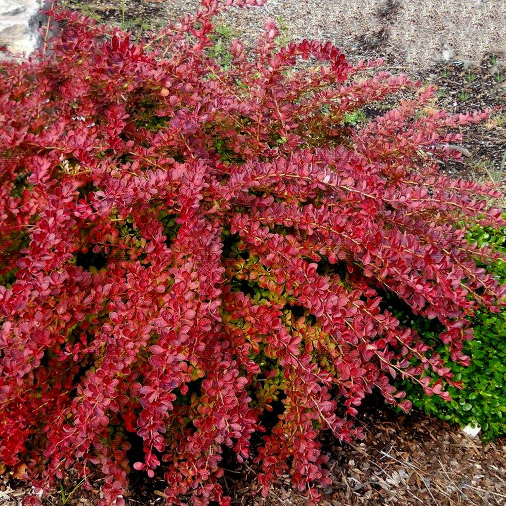 Berberis th. 'Red Carpet' (Dracila 'Red Carpet')