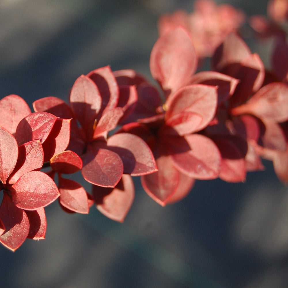 Berberis th. 'Red Carpet' (Dracila 'Red Carpet')