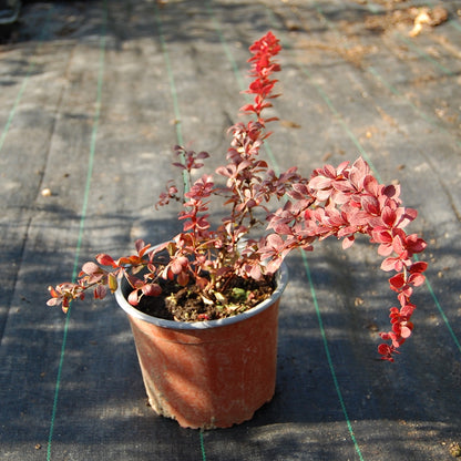 Berberis th. 'Red Carpet' (Dracila 'Red Carpet')