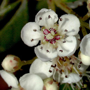 Cotoneaster-Bârcoace târâtor-floare