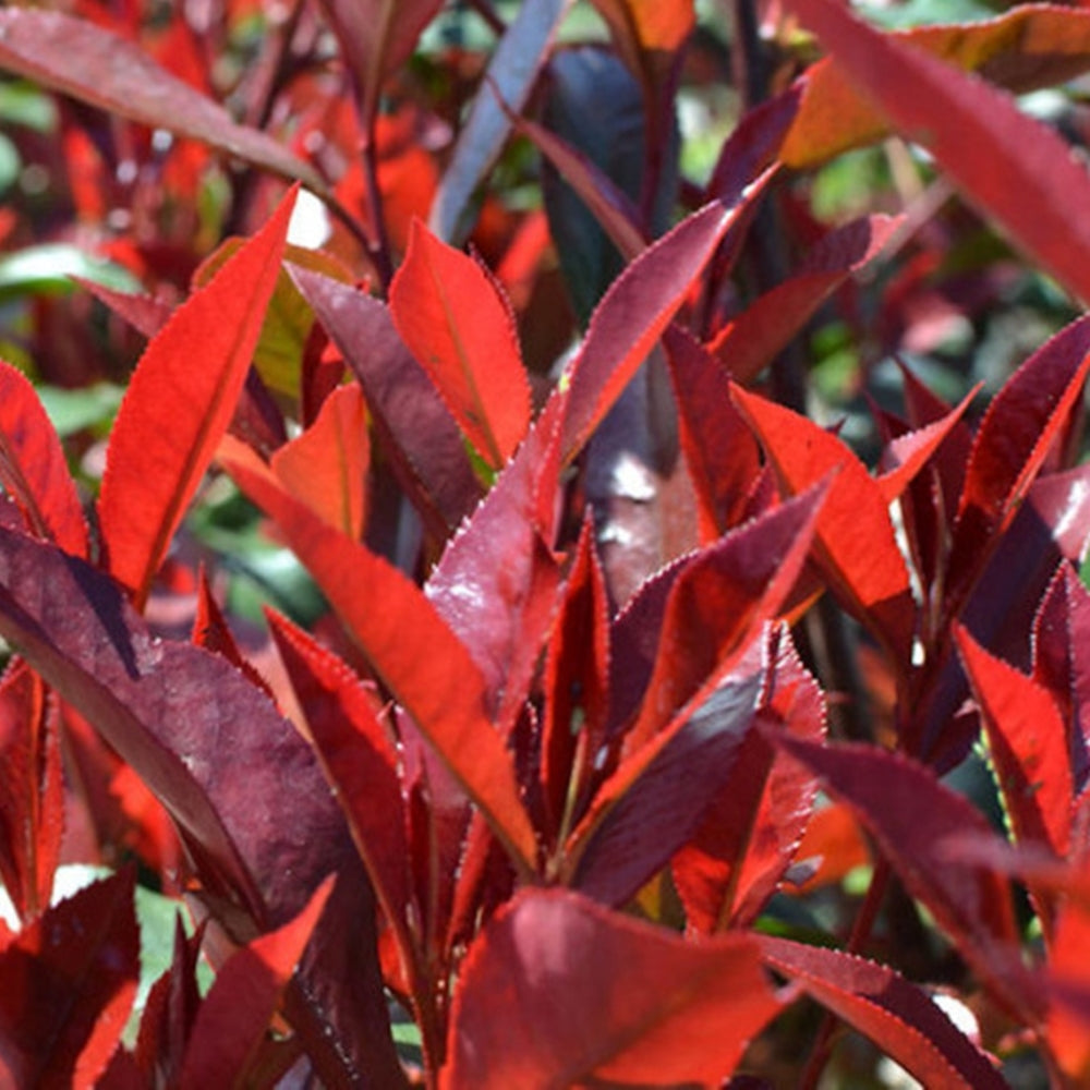 Photinia Caree Rouge - lăstari noi