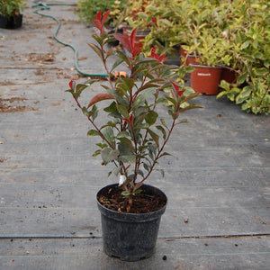 Photinia fraseri Caree Rouge planta