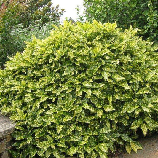 Aucuba japonica 'Crotonifolia'-Pomul de aur