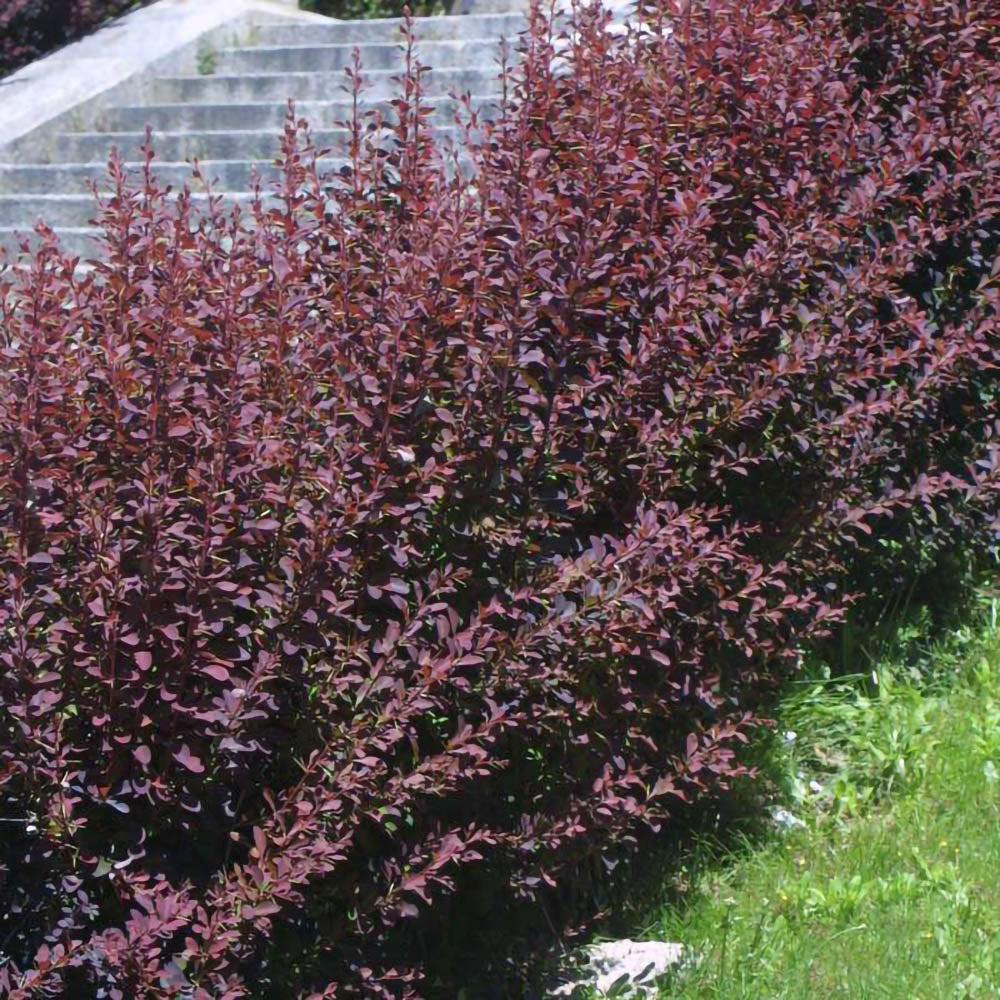 Berberis Superba-gard viu