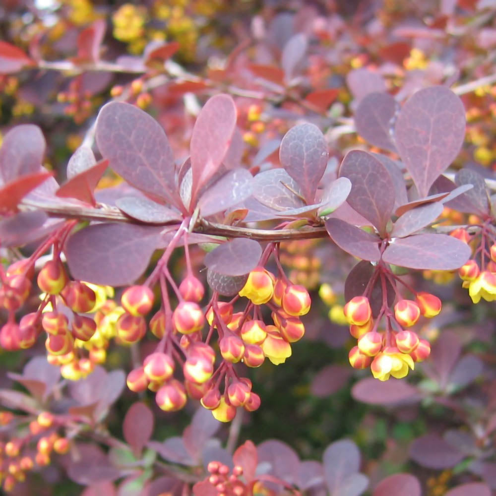 Berberis Superba