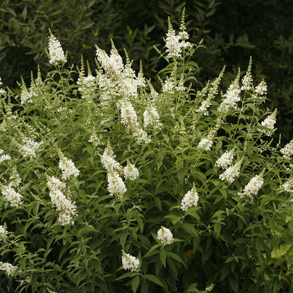 Buddleja davidii 'White Profusion'-Liliac de vară