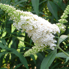 Încarcă imaginea în vizualizatorul Galerie, Liliac de vară- flori albe
