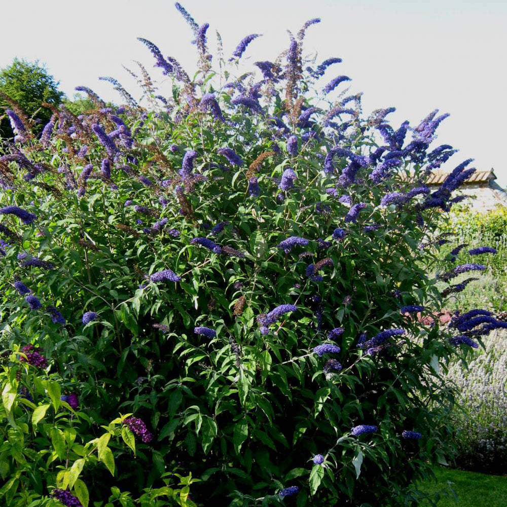 Buddleja 'Black Knight'-Liliac de vara