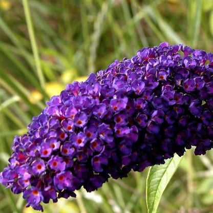 Liliac de vara 'Black Knight'-mov inchis