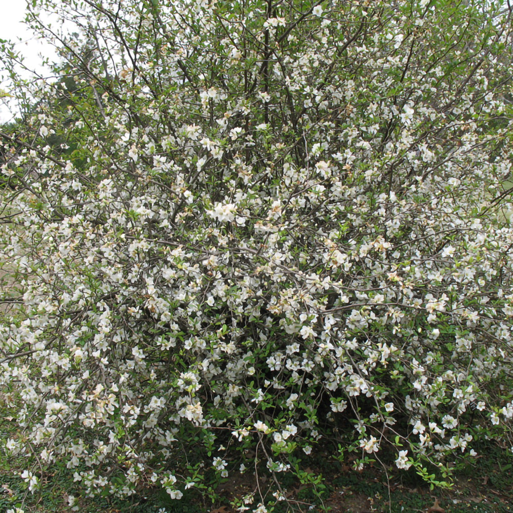 Chaenomeles speciosa 'Nivalis'-Gutui japonez