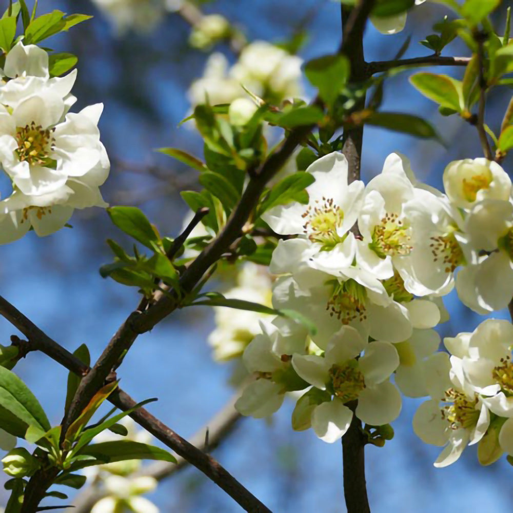 Chaenomeles-Gutui japonez alb