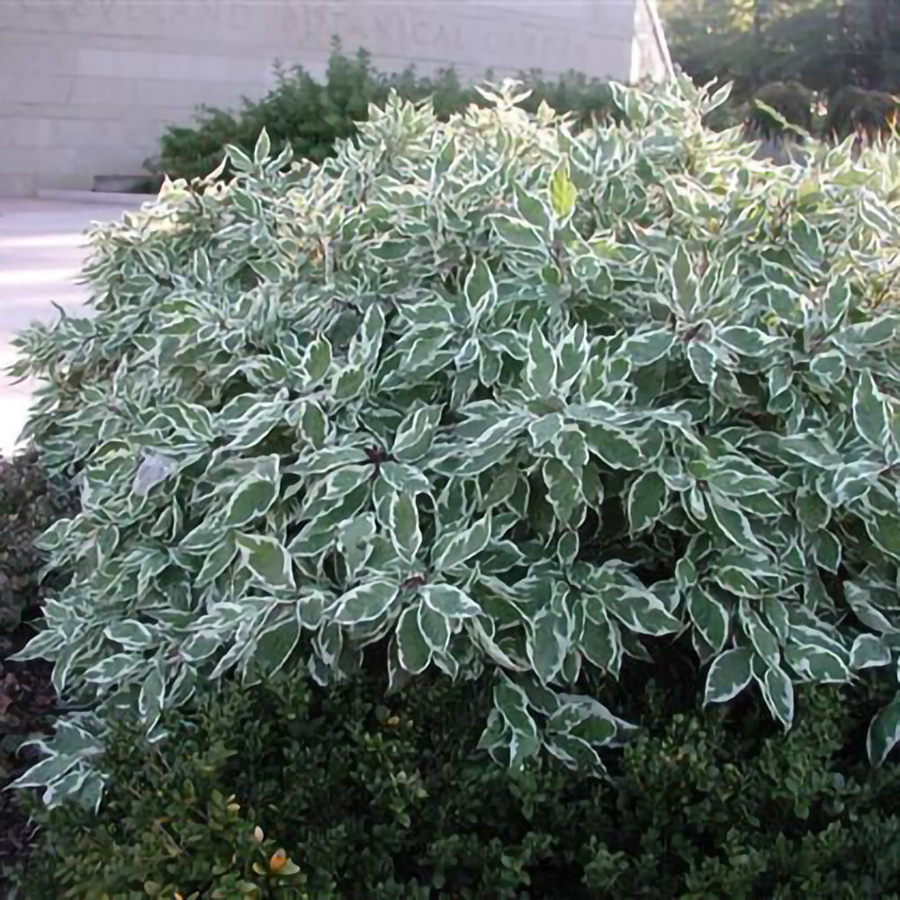 Cornus alba 'Sibirica Variegata'