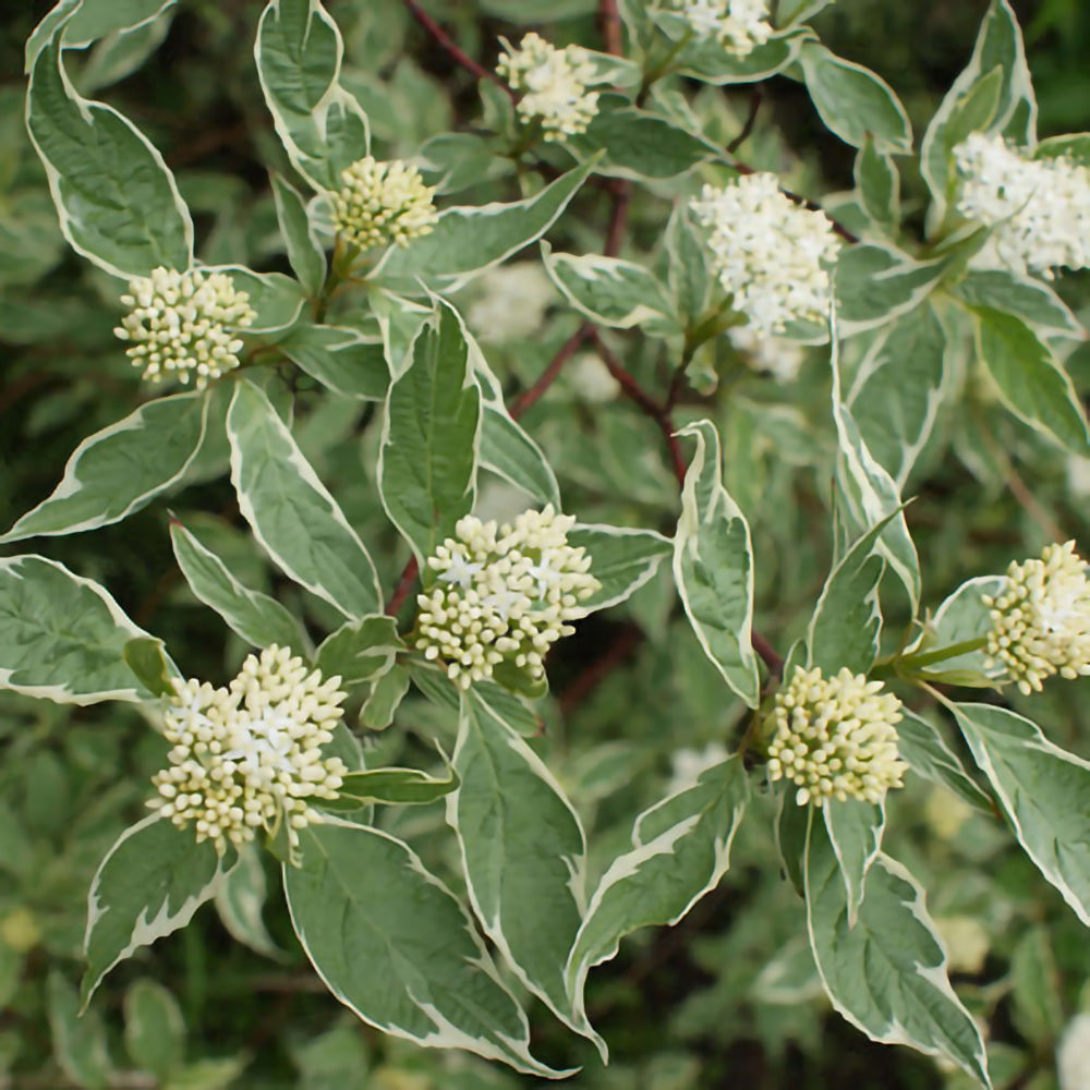 Cornus alba - flori și frunze