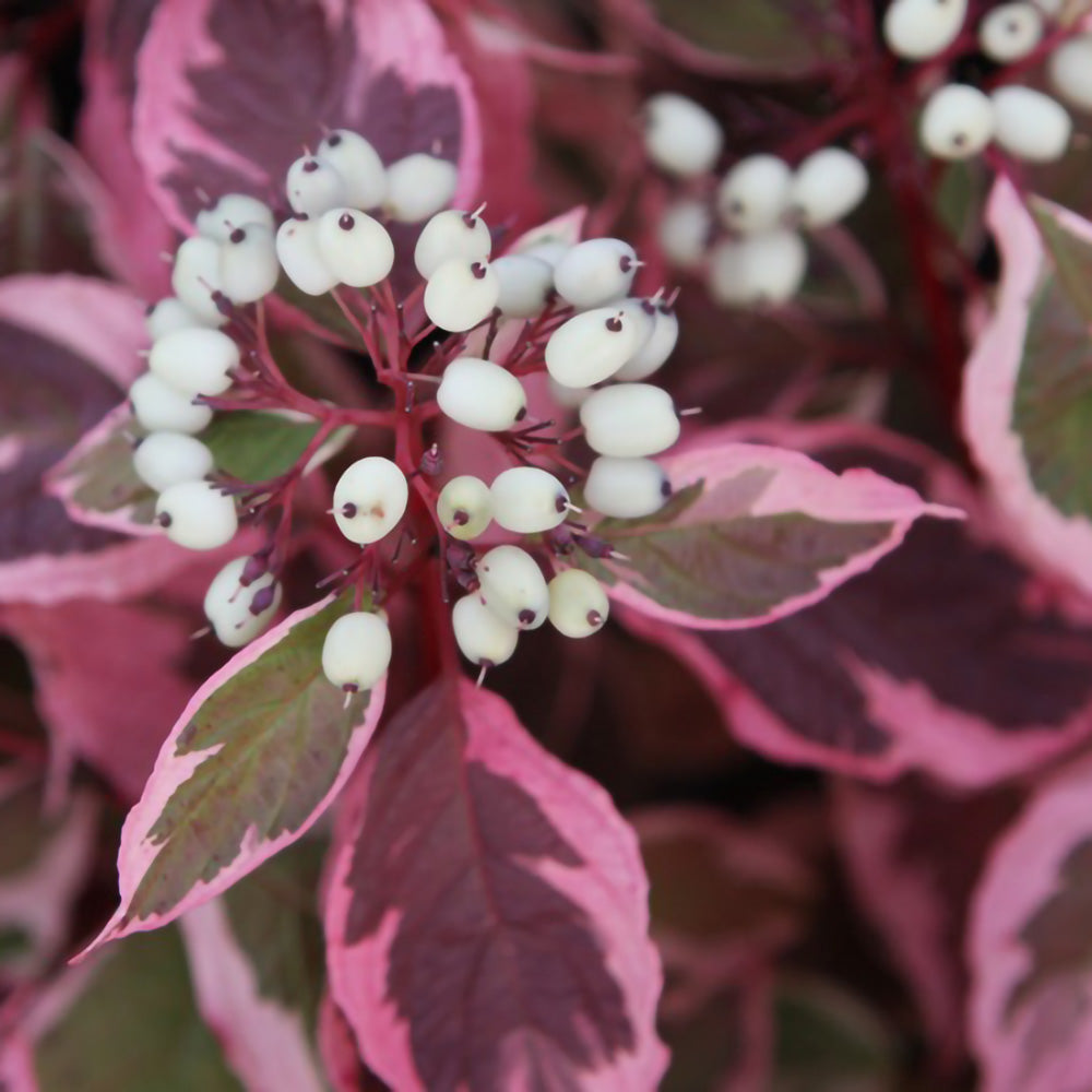 Cornus alba-frunze colorate-toamna