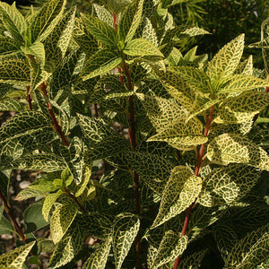 Forsythia 'Kumson'-Ploaia de aur-frunze