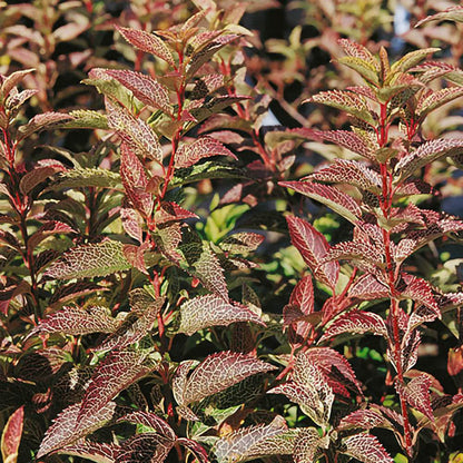 Forsythia 'Kumson'-Ploaia de aur-toamna