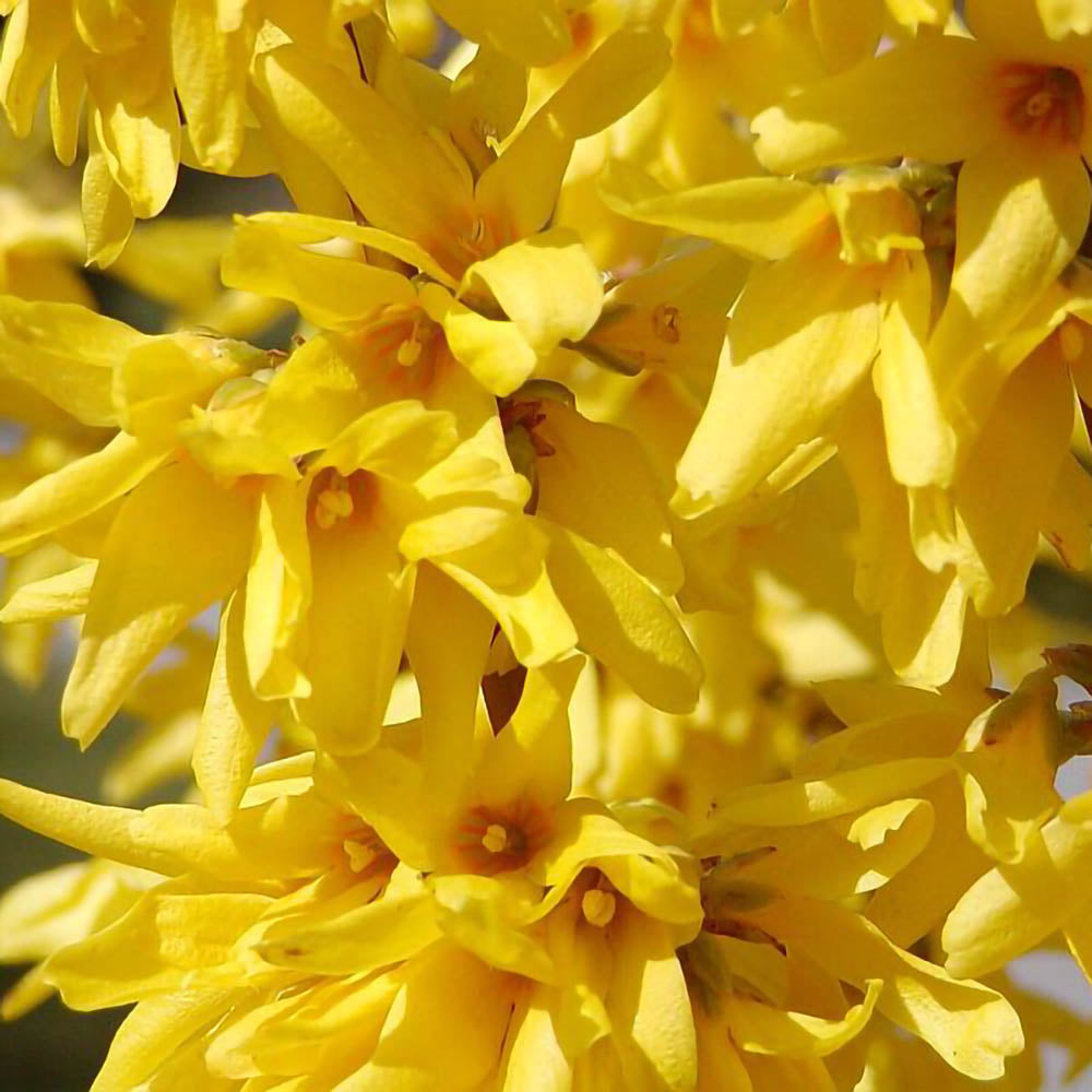 Flori-Forsythia 'Kumson'