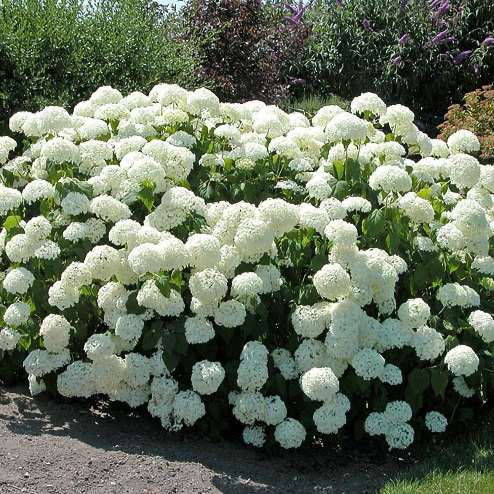 Hydrangea arborescens-Hortensia 'Annabelle'