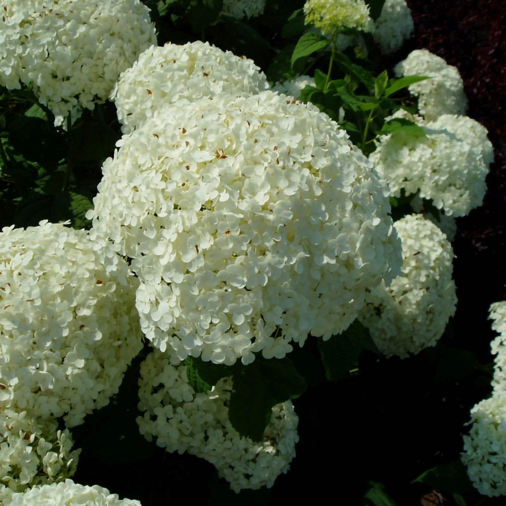 Hydrangea ardorescens-Hortensia 'Annabelle' flori