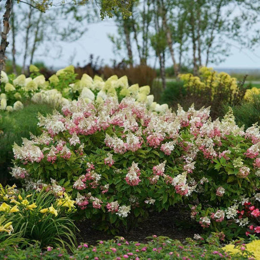 Hydrangea paniculata 'Pinky Winky'-Hortensia cu panicule