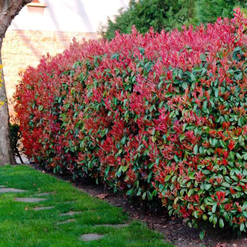 Photinia Red Robin-gard viu-veșnic verde