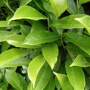 Prunis 'Genolia'-frunze veșnic verde