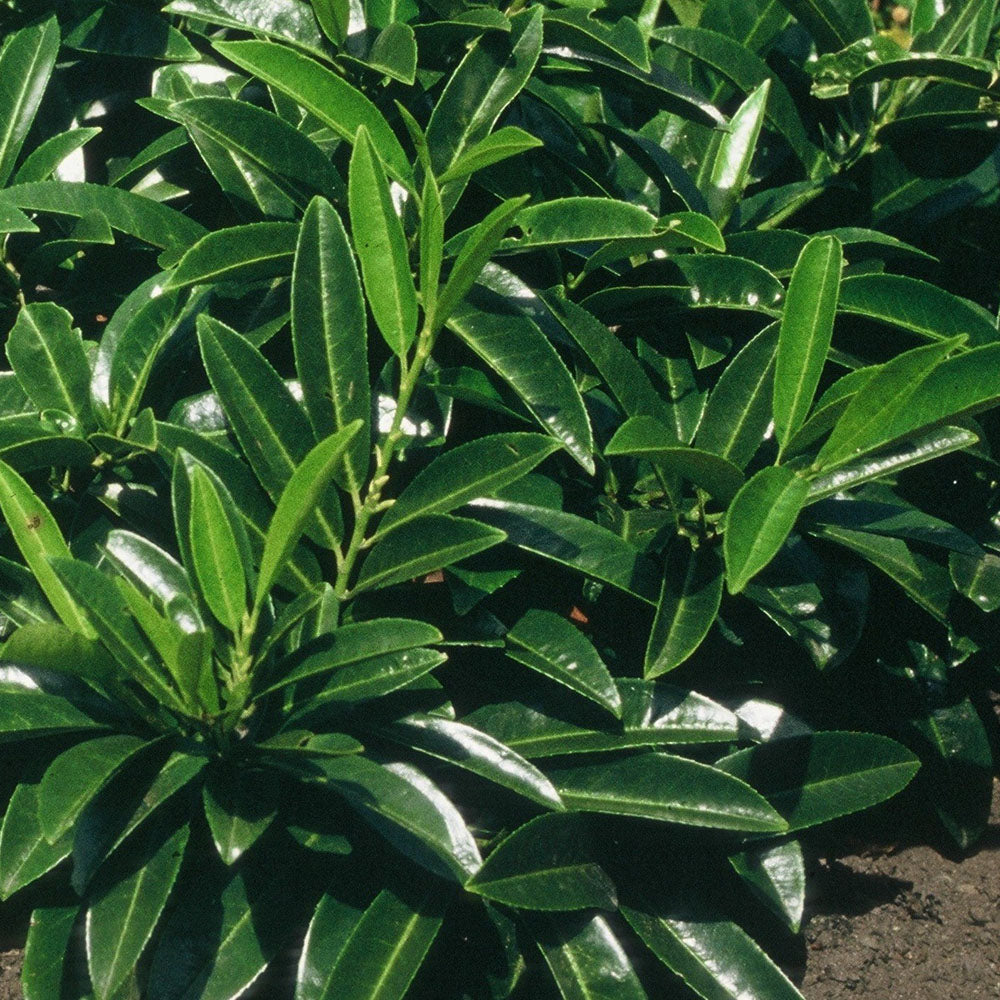 Prunus laurocerasus Gruner teppich - frunza