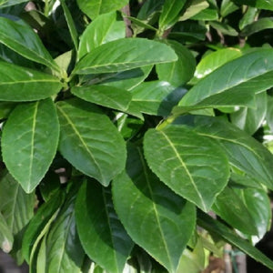 Prunus 'Novita'-frunze veșnic verde