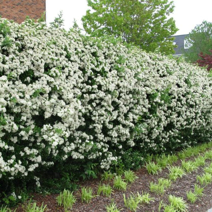 Pyracantha - gard viu