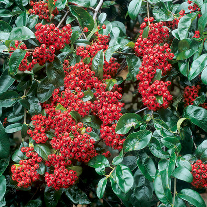 Pyracantha 'Red column'