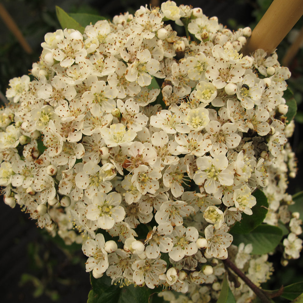 Pyracantha 'Red column'