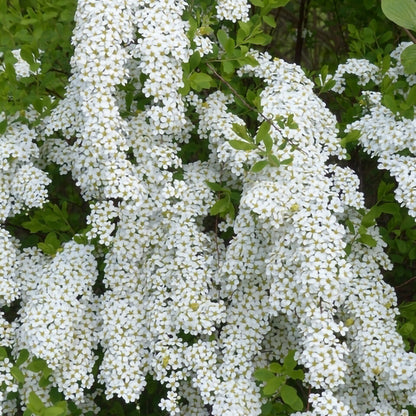 Spiraea cinerea 'Grefsheim' lăstari înfloriți