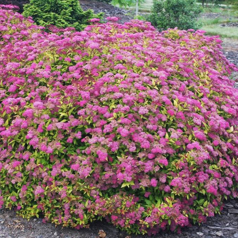 Spiraea 'Anthony Waterer'-Cununița