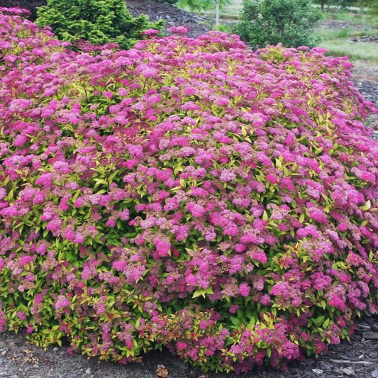 Spiraea 'Anthony Waterer'-Cununița