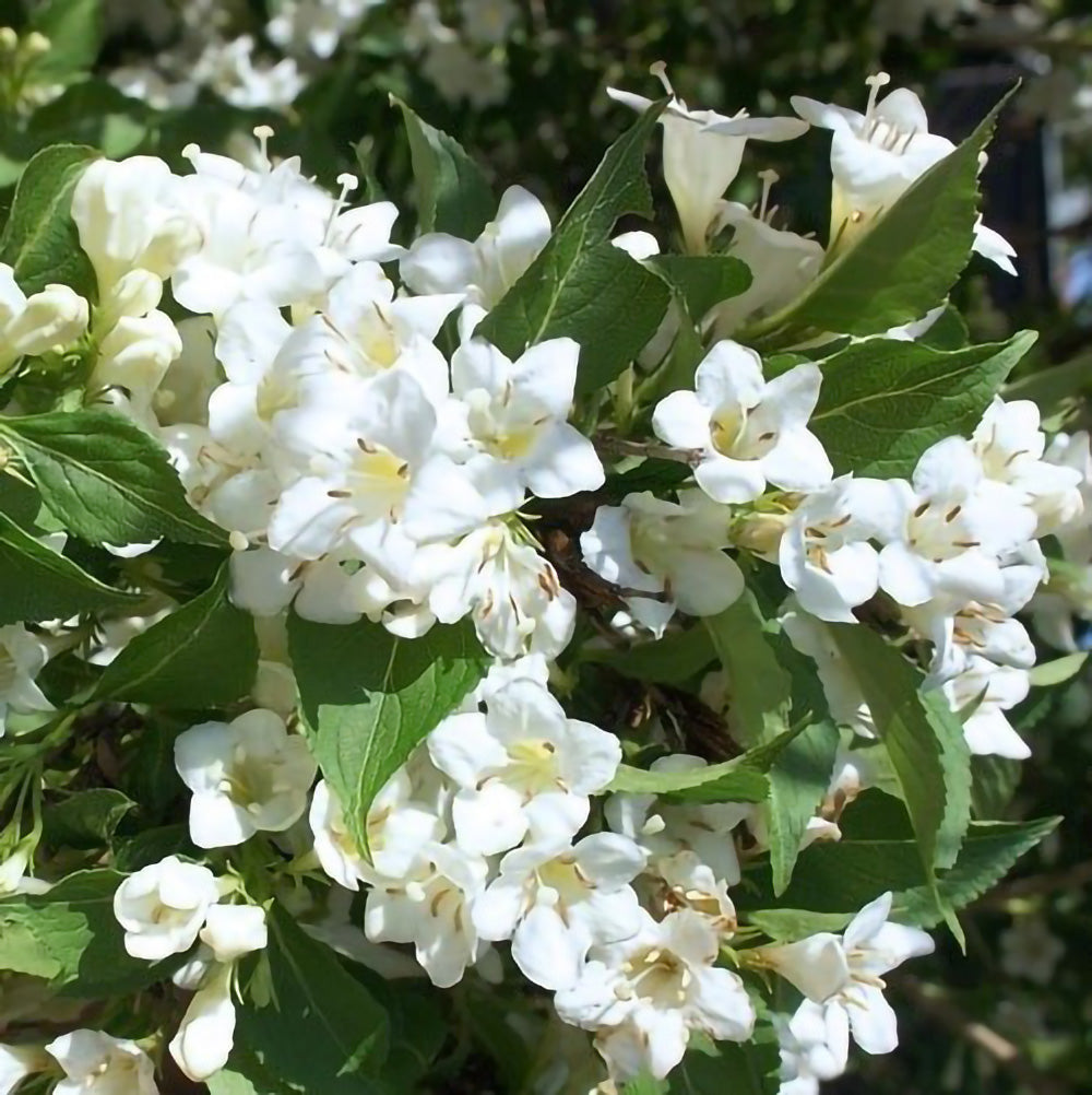 Weigela florida ”Alba”