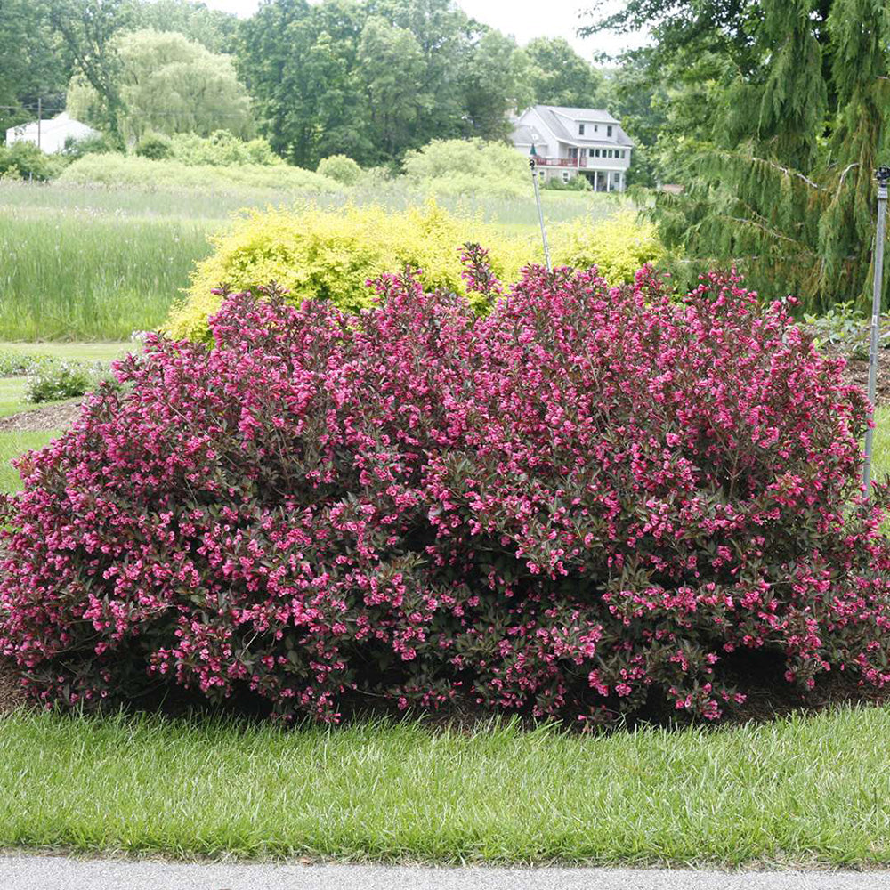 Weigela 'Alexandra'-plantă ornamentală