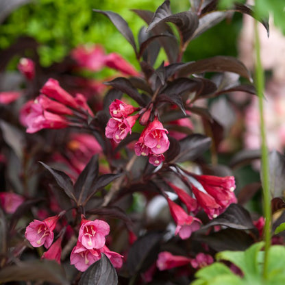 Weigela 'Alexandra'-lăstar înflorit