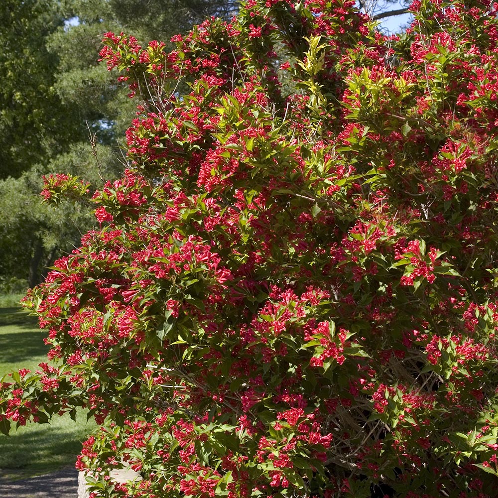 Weigela florida 'Red prince'-arbust decorativ cu flori